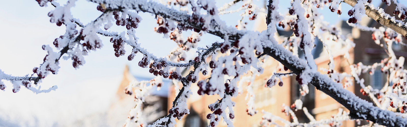 Snow-covered tree branches