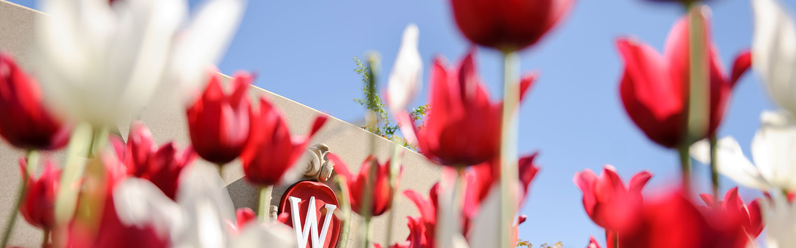 red tulips taken from the ground up with a UW crest pictured on a building in the background.