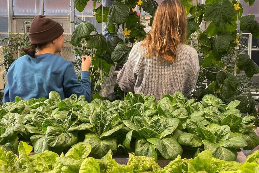 Students at work tending crops in the controlled environment food production lab.