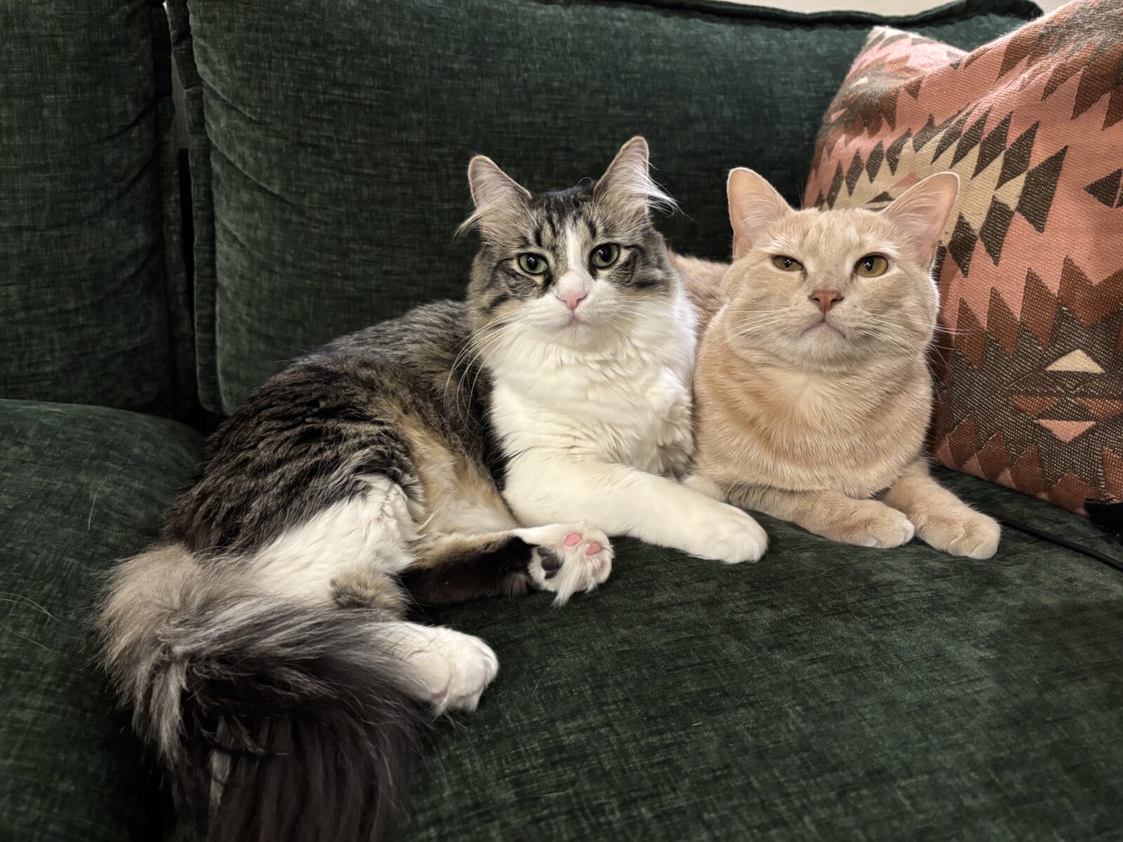 Bridget's two cats seated together on a couch.