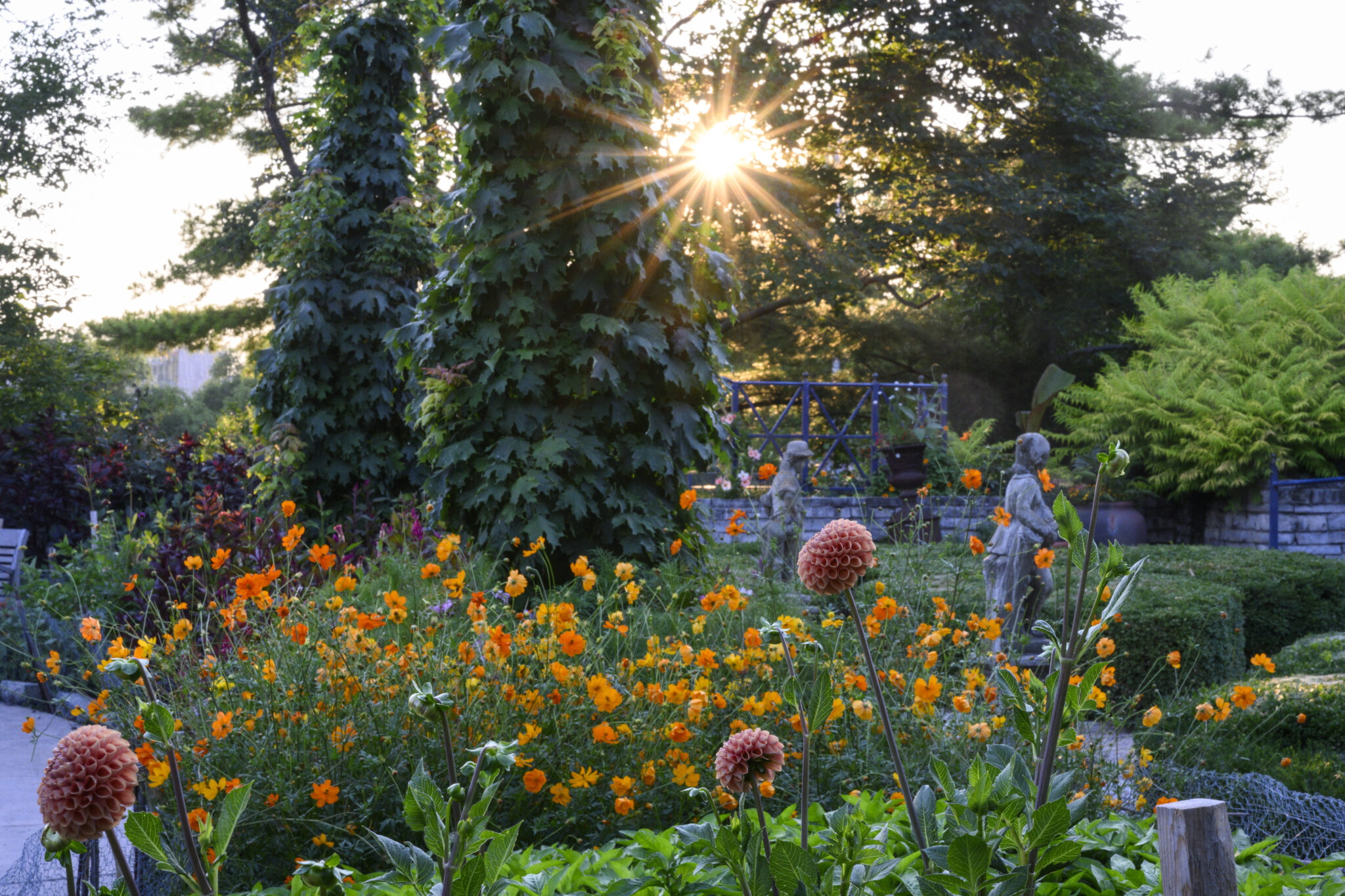 The sunset peeks through the trees to illuminate the flowers  in the French Garden in Allen Centennial Garden.