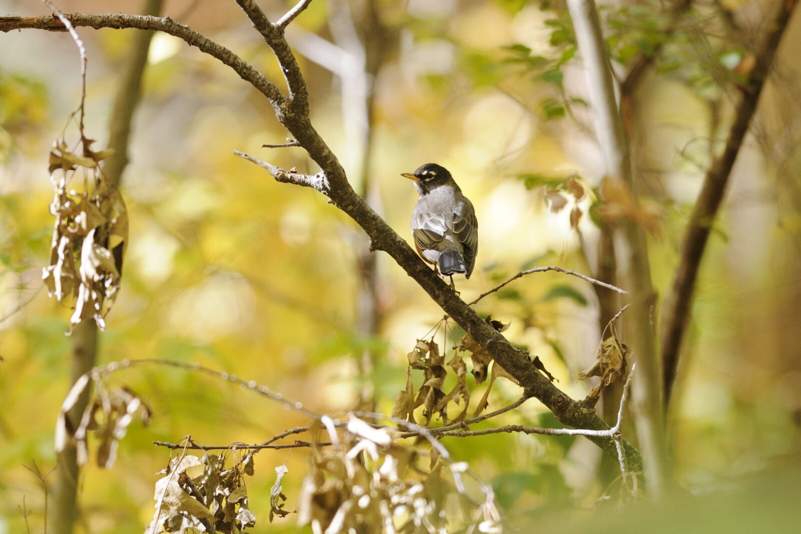 Bird standing on a branch.