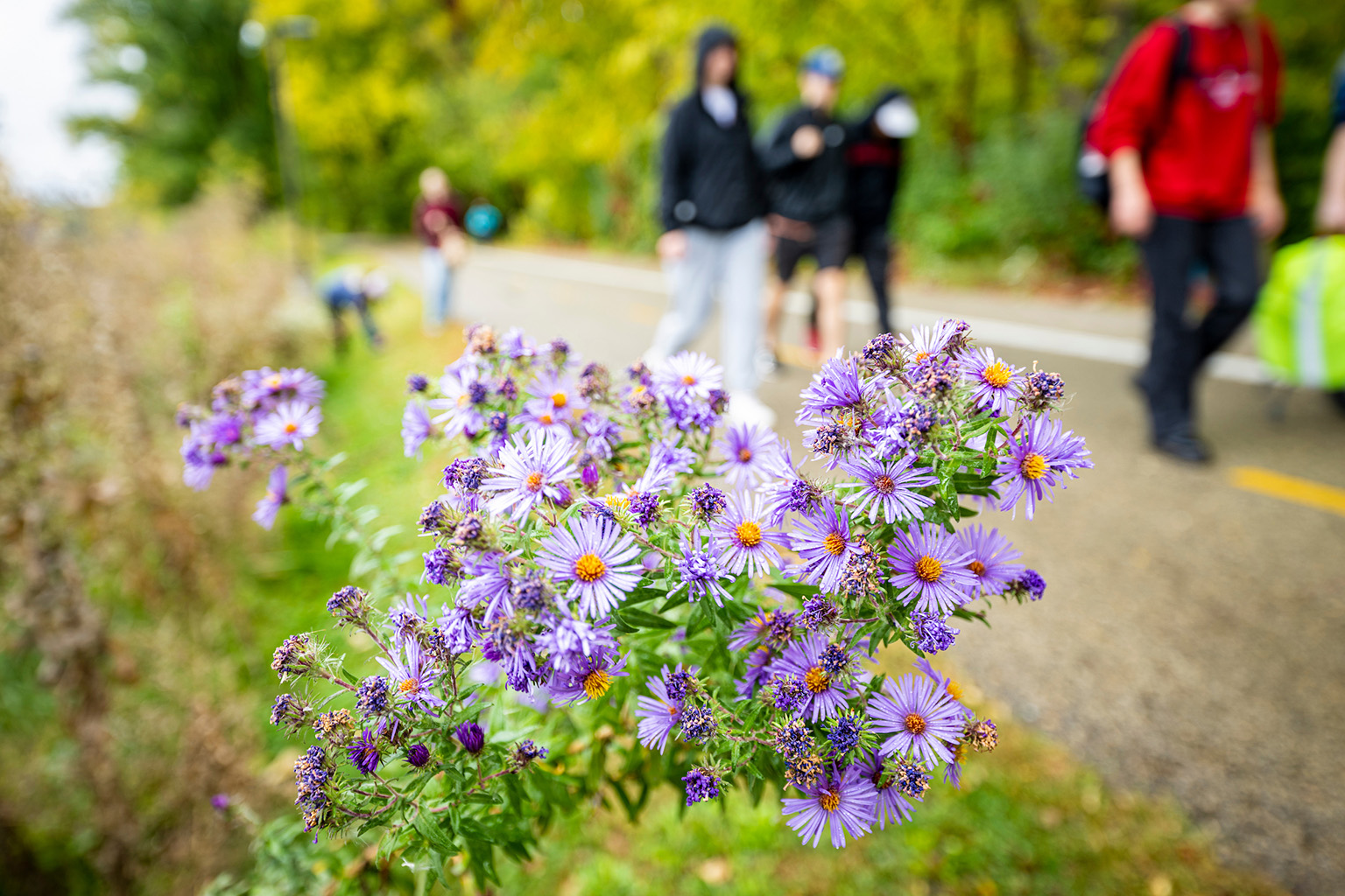 People walking along Lakeshore Path as flowers bloom.